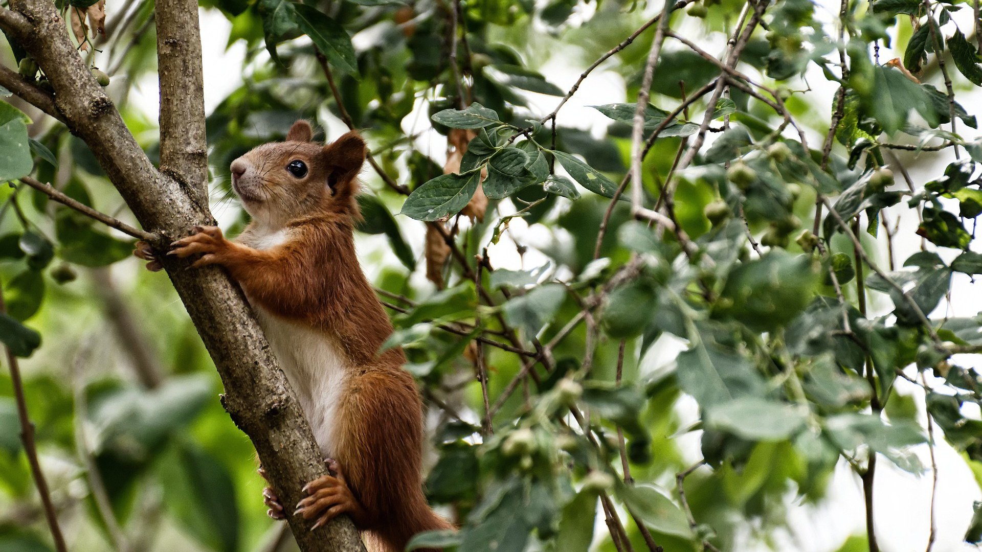 利拉德47分弑杀北境！三分绝命锁+末节19分打碎所有质疑